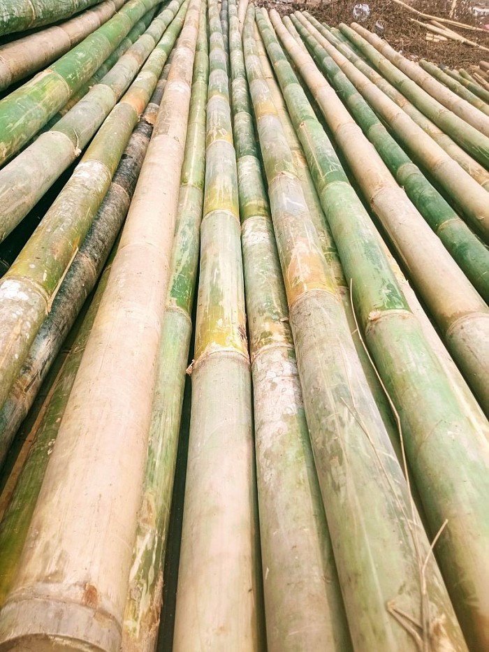 Bambu tali