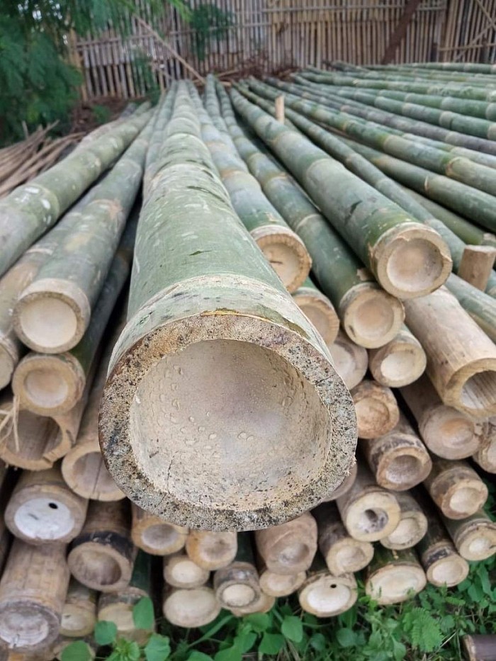 Bambu apus